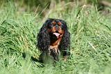CAVALIER KING CHARLES 683